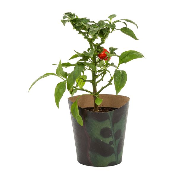 Photo of Edible Chilli Pepper Plant