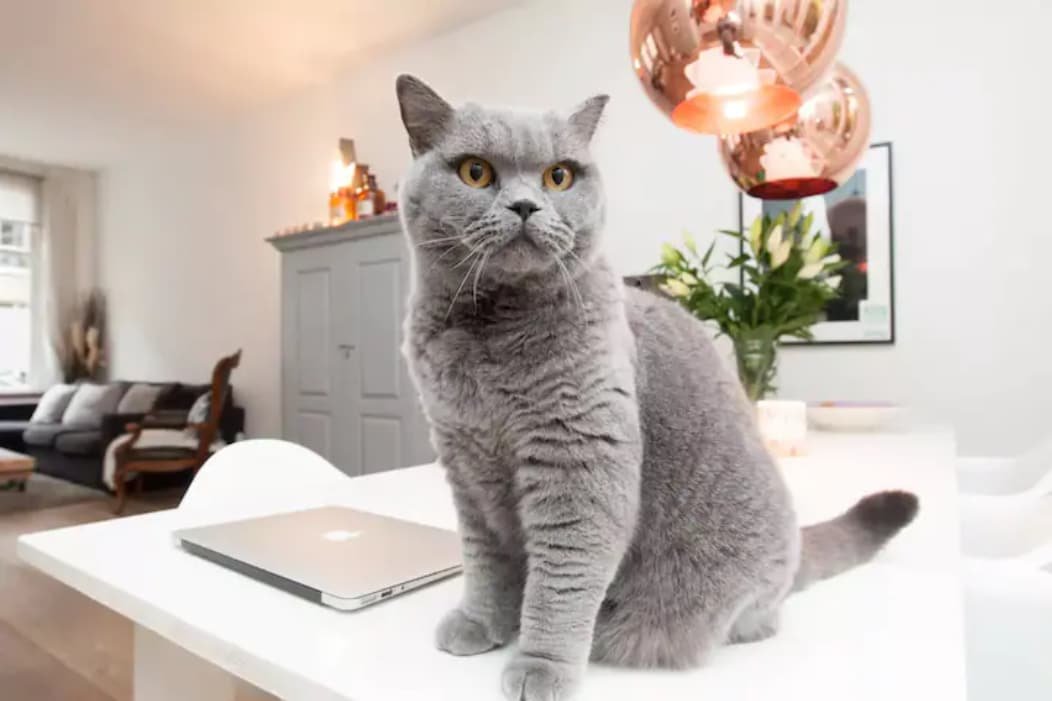 Beautiful spacious house in a popular area gallery image 4