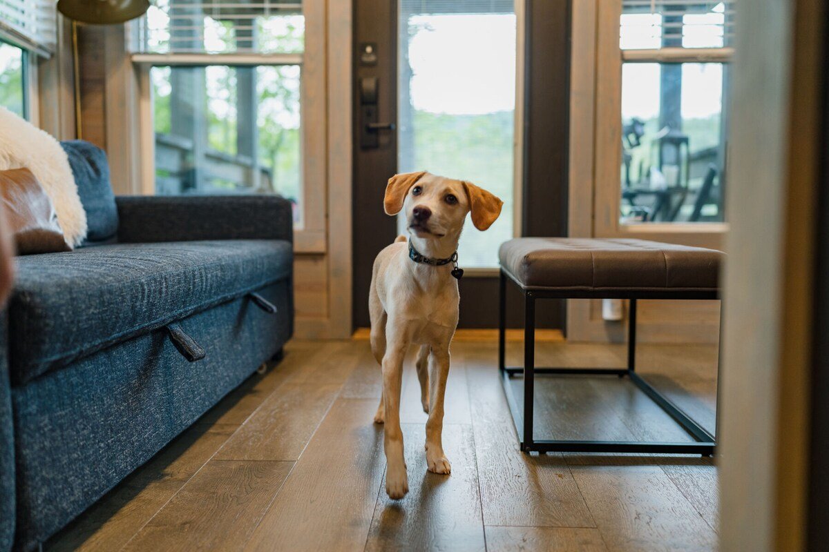 Asheville River Cabins Premium Riverview Cabin gallery image 5