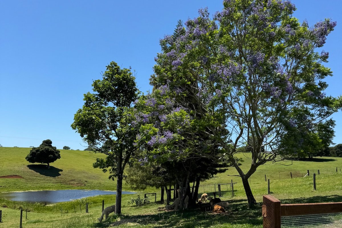 Luxury Farm Escape in Maleny – Heated Pool & Spa gallery image 4