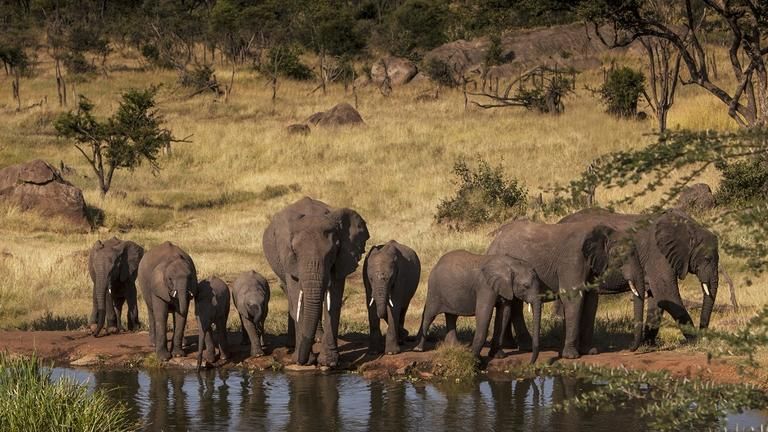 Four Seasons Safari Lodge Serengeti TERRACE SUITE WATER HOLE VIEW