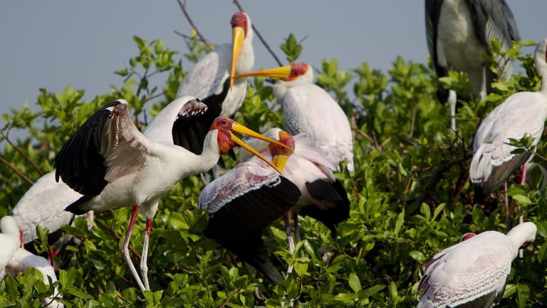 Birdlife - Kanana is home to a myriad of birds including a large population of Yellow Billed storks during their breeding months from July to November.