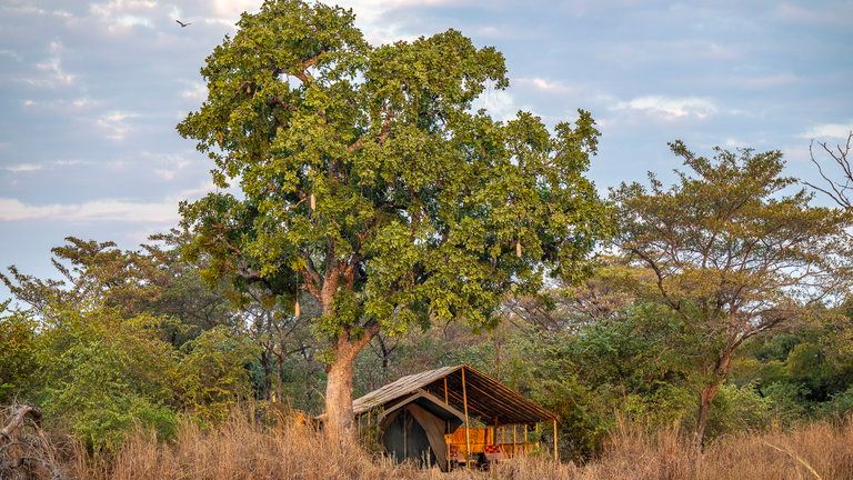 Nkonzi Bush Camp Tent Three