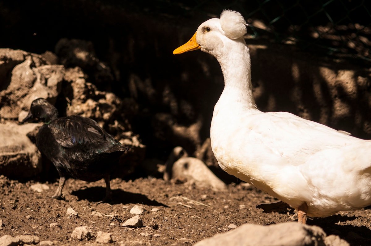 Foresteria Botton d’oro Valle Imagna gallery image 5