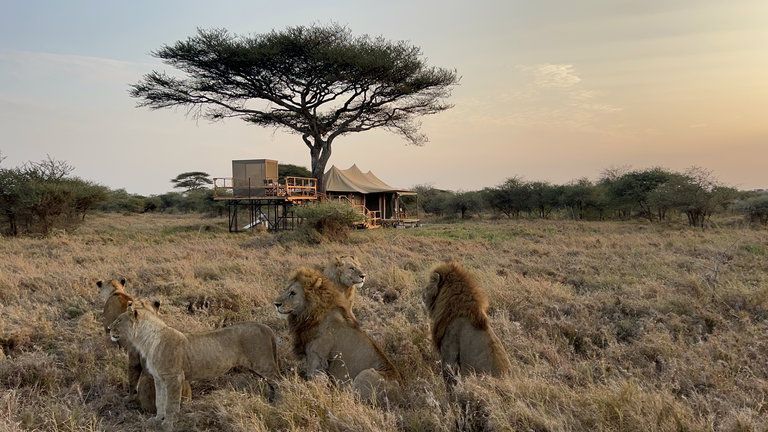 Olmara Camp Stargazer Tents