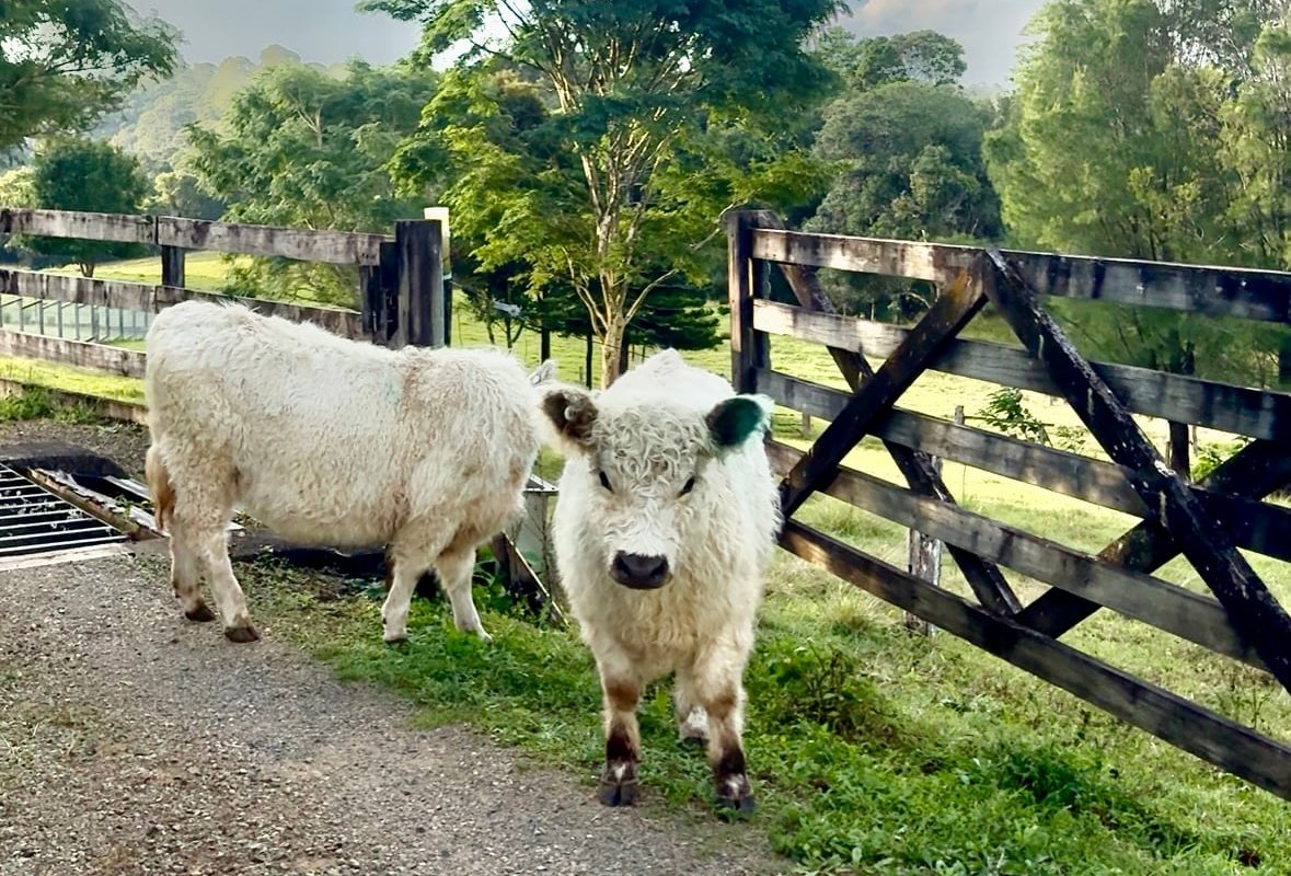 Luxury Farm Escape in Maleny – Heated Pool & Spa gallery image 5