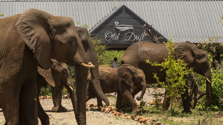 Old Drift Lodge Entrance - Elephant herd visiting Old Drift Lodge