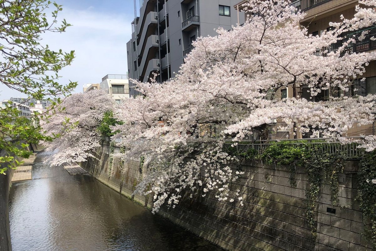 新宿＆渋谷&大久保近く!駅から5分。東京中心の私人别墅! 美しい桜と川(0ｍ)の眺め!専門会社の清掃 gallery image 3