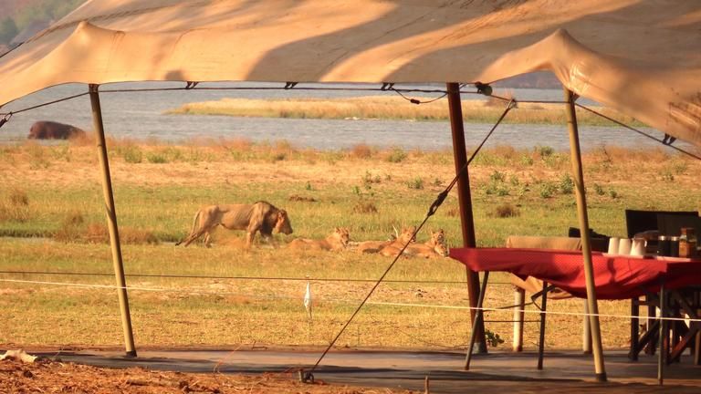 Lions in camp
