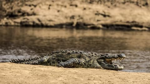 Mara Toto Tree Camp - Crocodile on the banks of the Ntiakitiak River