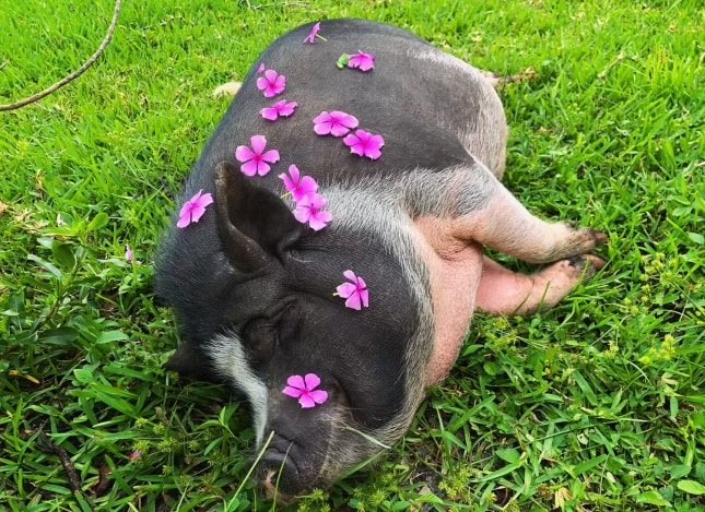 The Grateful Farmhouse gallery image 3