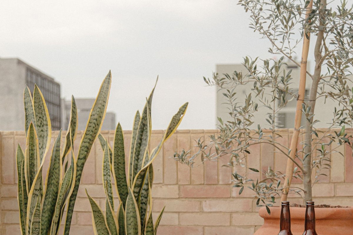 Golden Choice | 3BR | Roma Norte gallery image 4