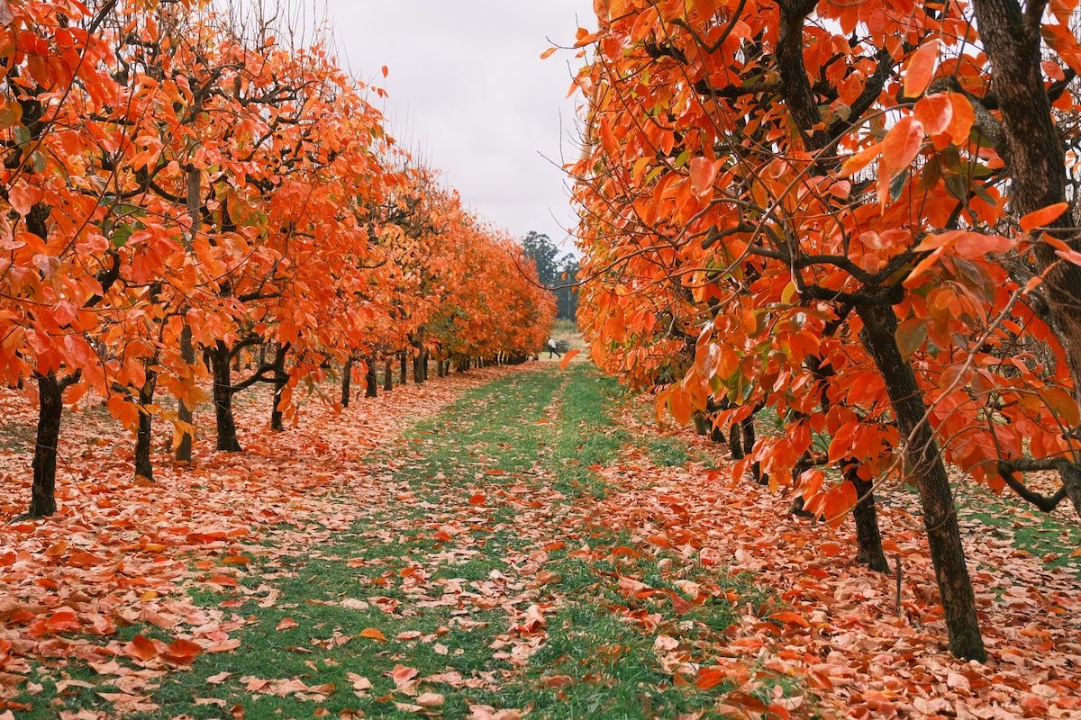 Perth Hill Poolside Paradise BBQ,Mini golf,Airport gallery image 4