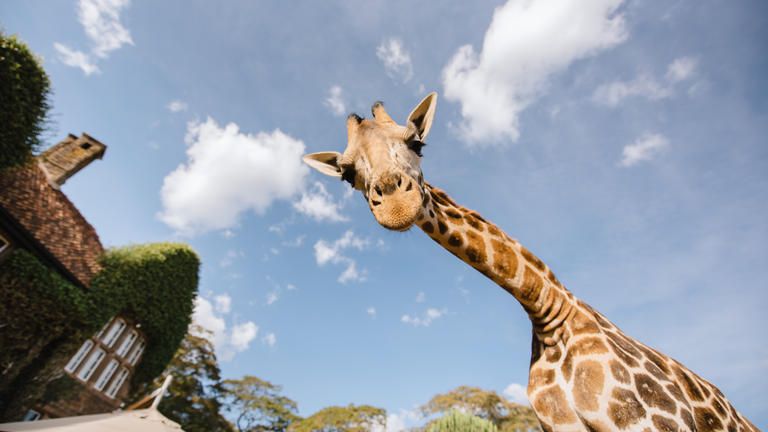 Giraffe Manor - Epic giraffe moments
