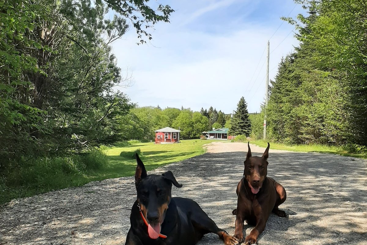 Cape Enrage Fundy Ocean Cottage & Bunkie Sleep 10 gallery image 4