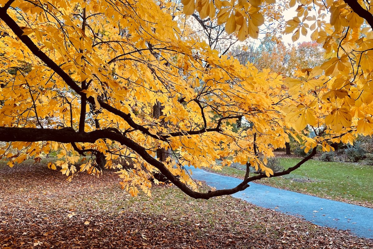 3 blocks from Strong/Golisano and UofR gallery image 5