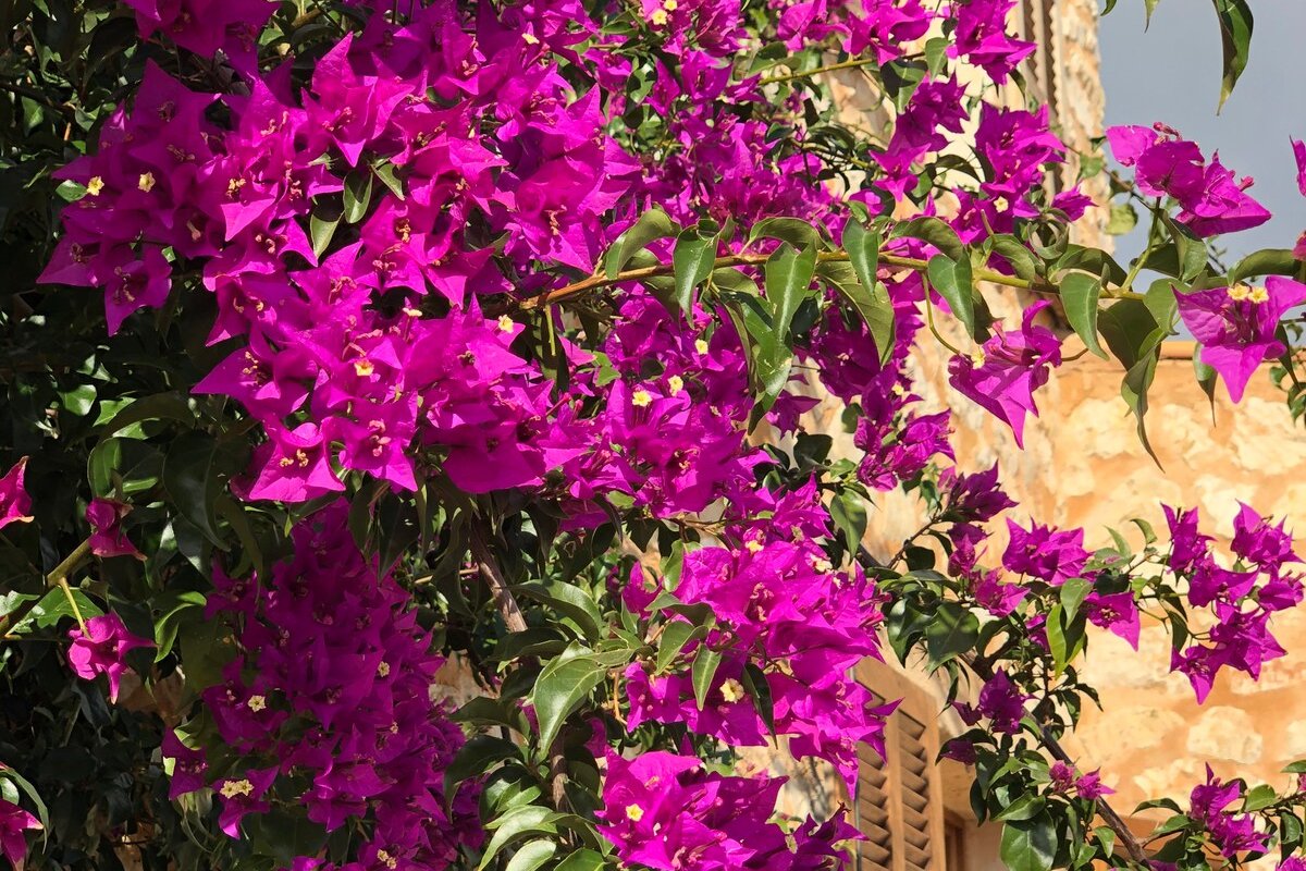 Son Pages Meerblick Fincas mit Pool & Klimaanlagen gallery image 5