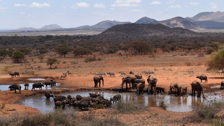 Active Water Hole - Adjacent to the main building while you wine and dine enjoy the view of the water hole where a spectacular wide range of wildlife stop by to quench their thirst.