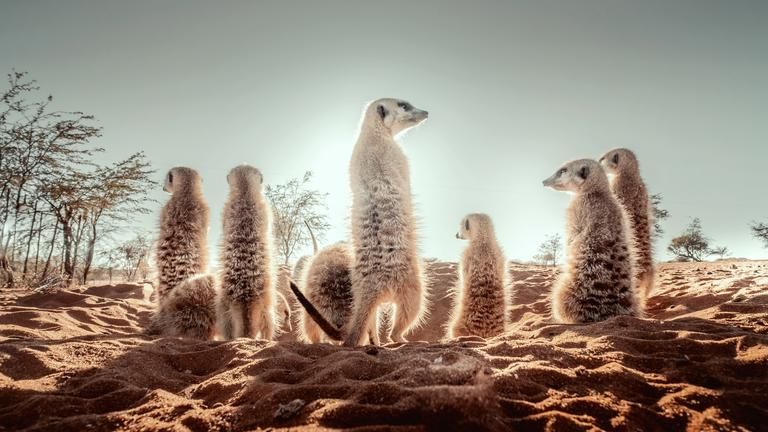 Suricate