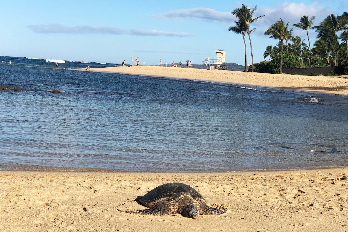 Poipu Beach House: Ocean View, Lush Garden, Beach! gallery image 3