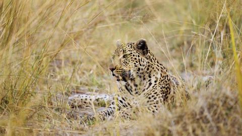 Shinde Leopard - One of the Shinde Leopard family members - meet the others on your visit.