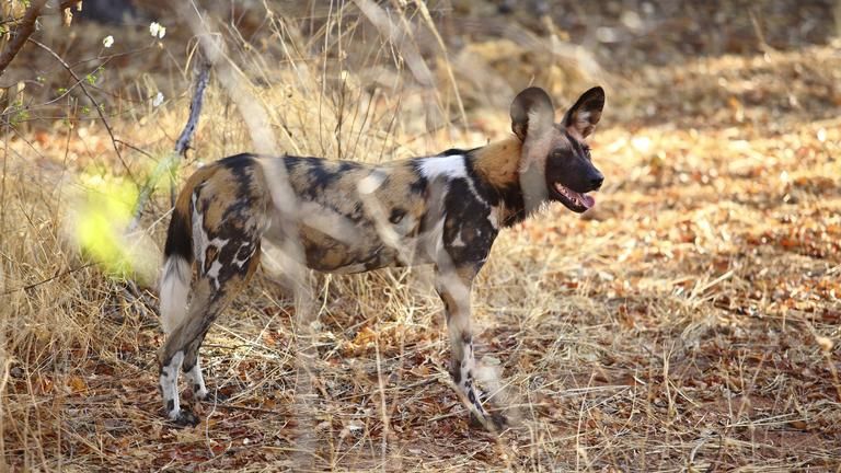 Jabali Ridge - Wild Dog - Jabali Ridge - Wild Dog