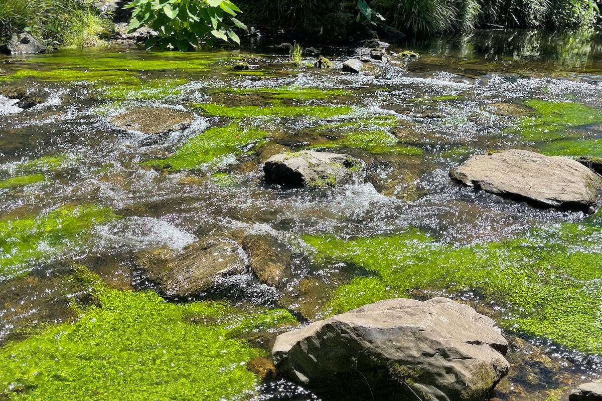 Forest River Homestead – 8 guests + mineral Spa gallery image 3