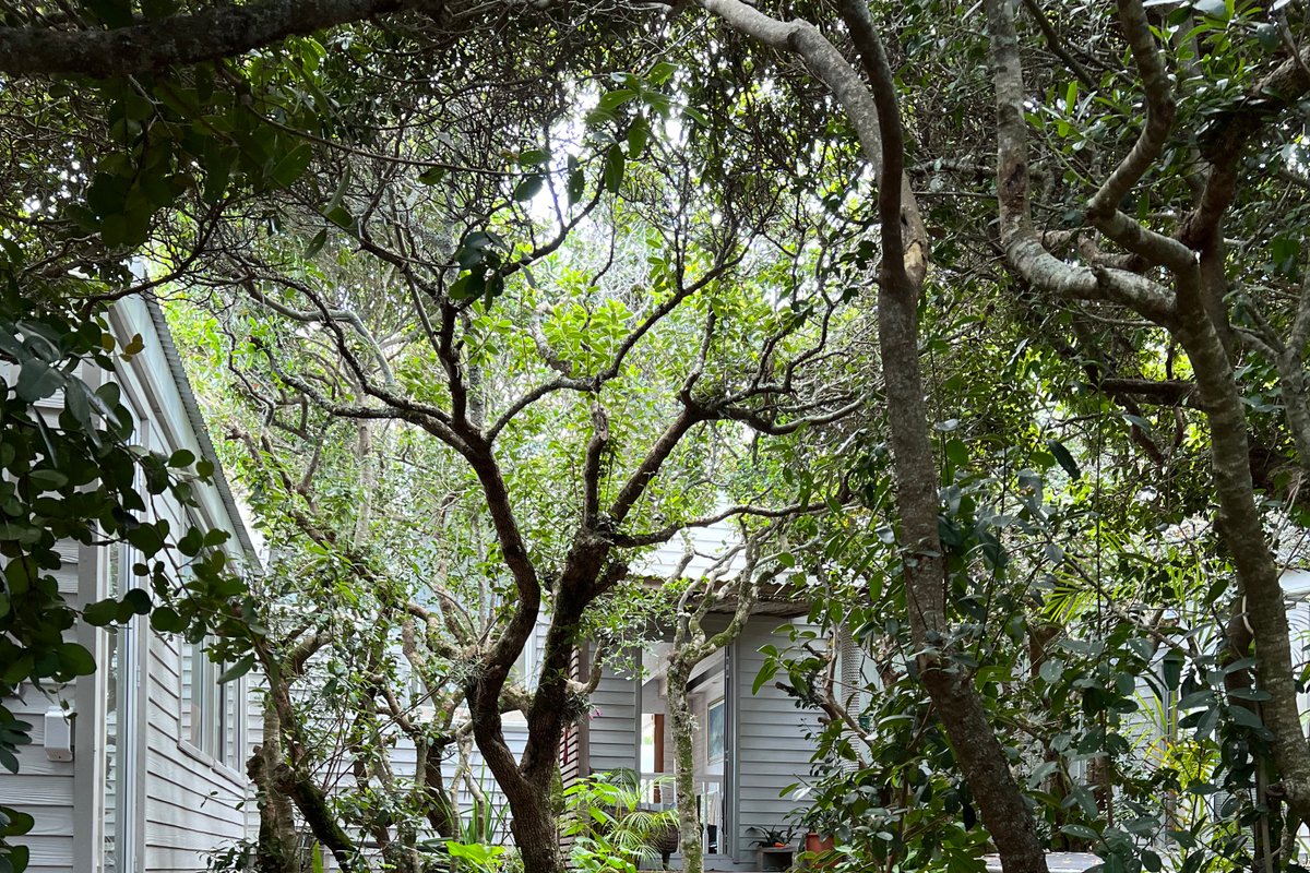 Beach Forest Hideaway