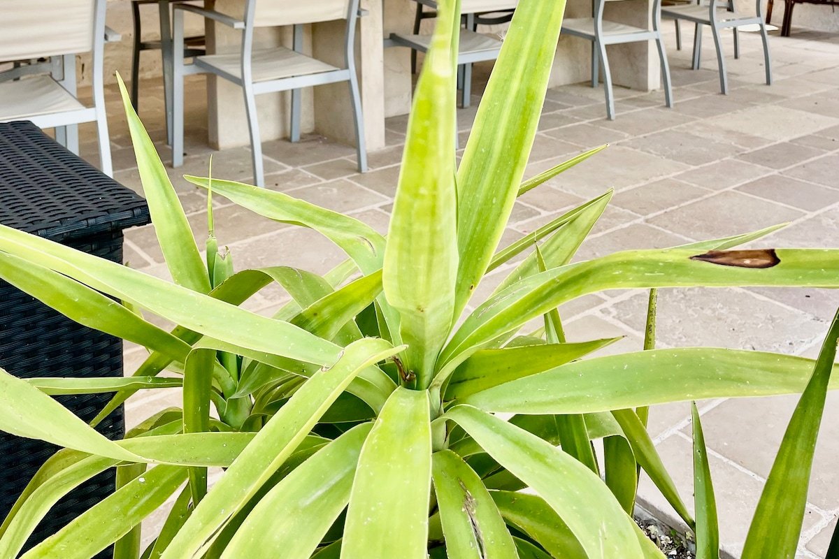 5 bedrooms luxury Trulli with pool-Trulli Fantese4 gallery image 4