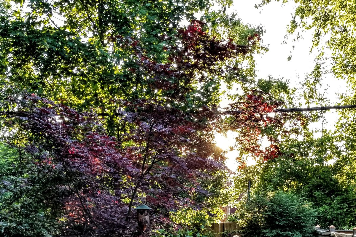 Charming Cozy Home In Leslieville.