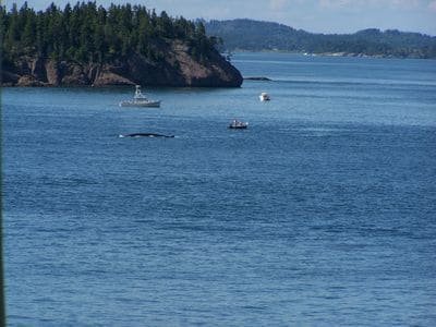 PERIWINKLE COTTAGE BY THE SEA-PRIVATE AND COZY gallery image 5