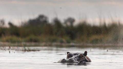 Wilderness Little Vumbura - Spot wallowing hippos from your boat ride.