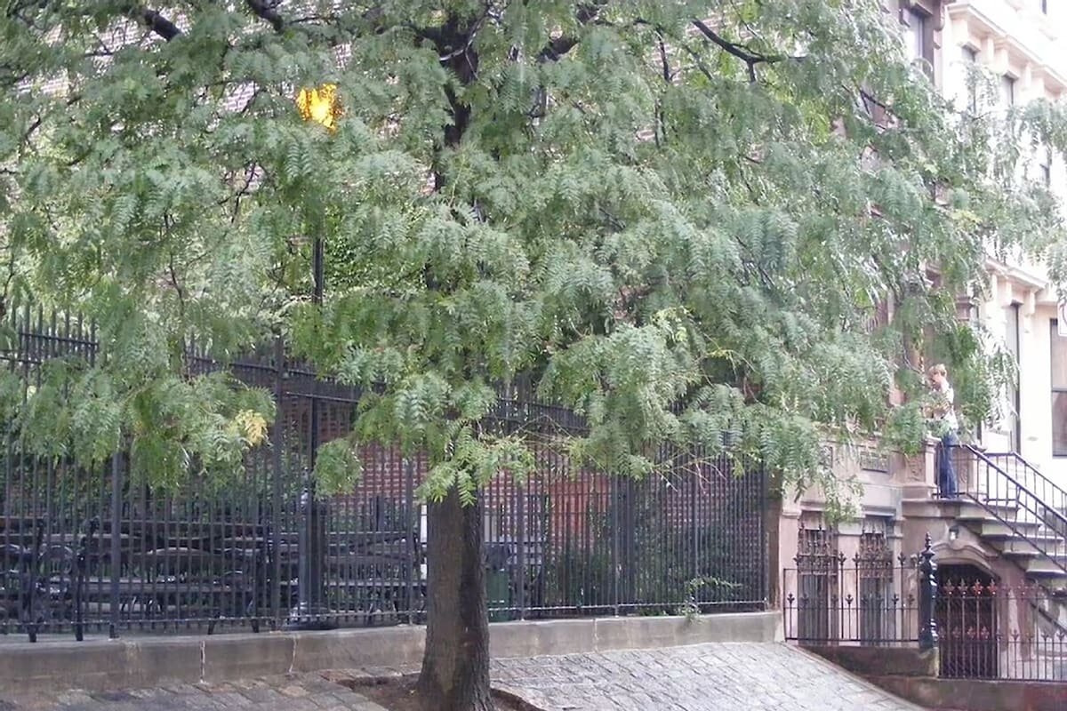 Casa Tua Harlem (Short term) gallery image 3