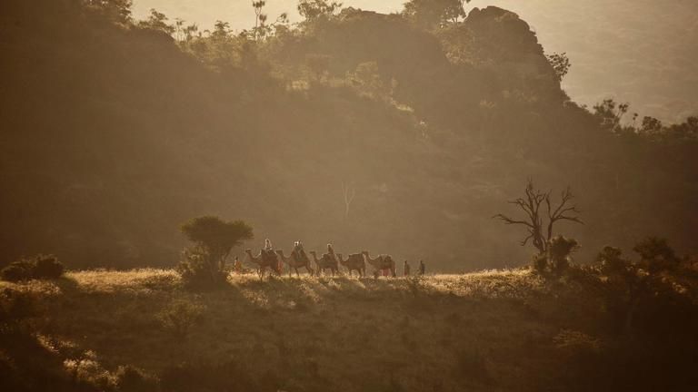 Camel safari