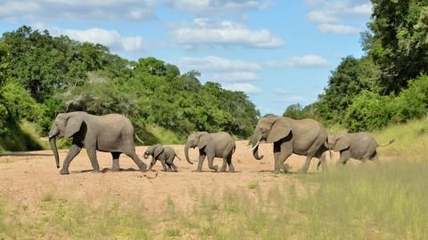 Imbali Safari Lodge - Elephants