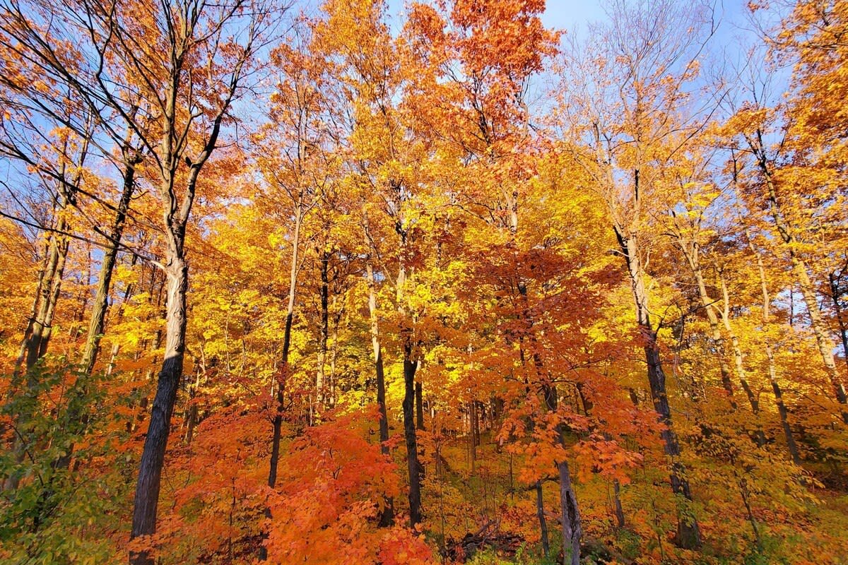 Modern townhome in Kanata w/ direct forest access gallery image 5