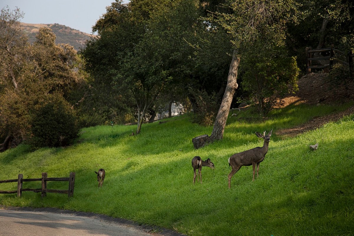The Gate house Cabin with Cedar Hot Tub gallery image 3