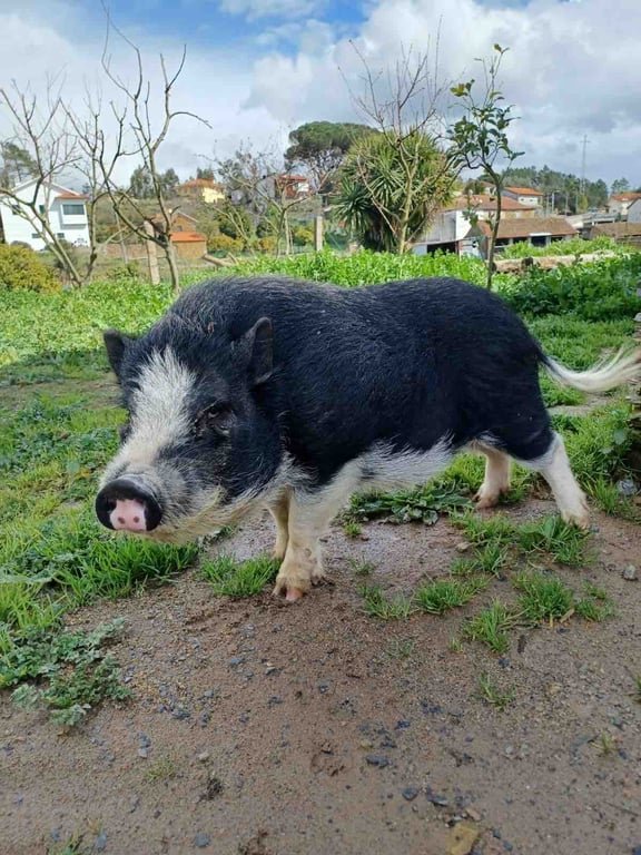 Casa do Porco – 6 Pax Farm Stay & Spa no Douro gallery image 4