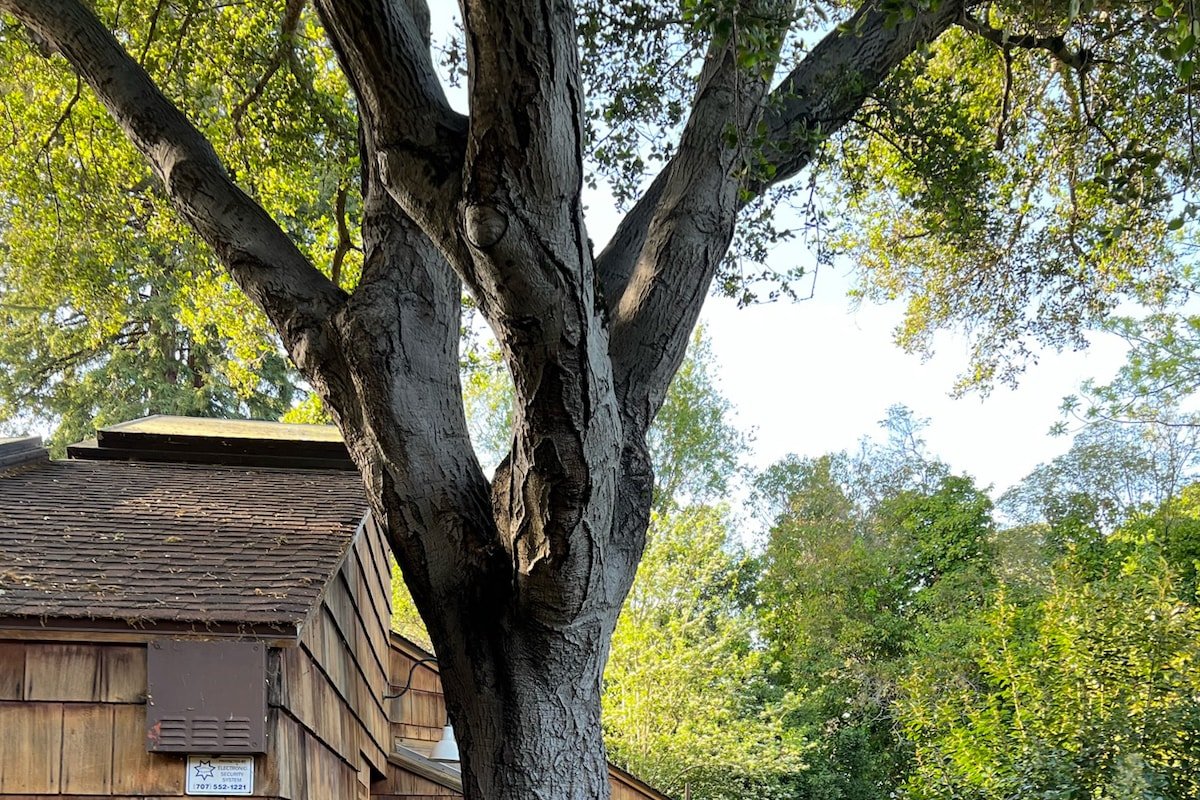 A Rockridge oasis steps from the center of it all gallery image 5