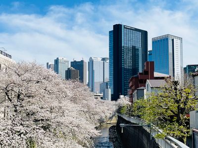 《花苑》2分钟即达新宿／新房8⃣️折【新宿稀有一线河景樱花高端独栋别墅】宽敞舒适／新宿&涩谷都心商圈