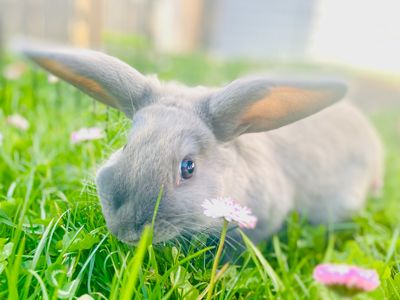 Peach Street Farm: Bunnies, Gardens, Playroom, A/C