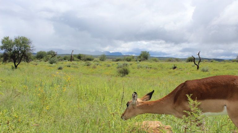 Auas Mountains - Auas mountains and Bokkie our impala grazing in front of the lodge