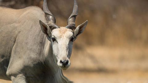 Wildlife - Game Drive