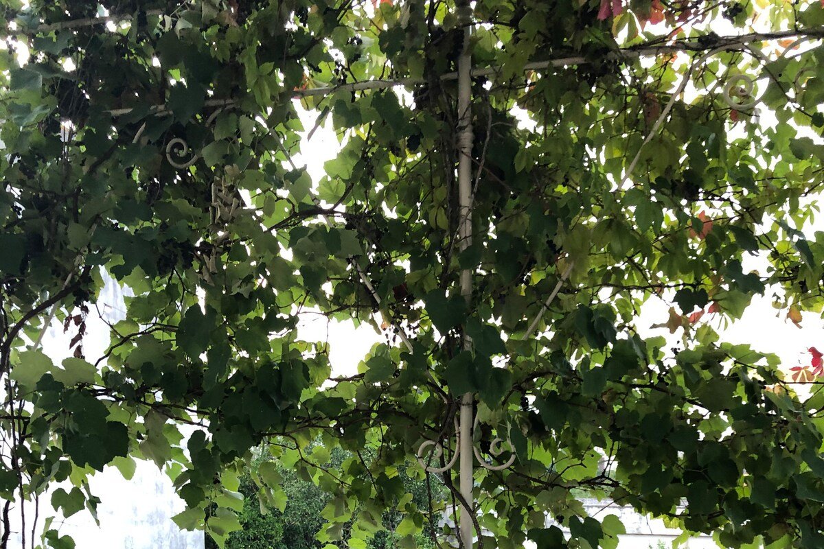 Historic Palazzo Umberto 1700 -salt pool near sea gallery image 5