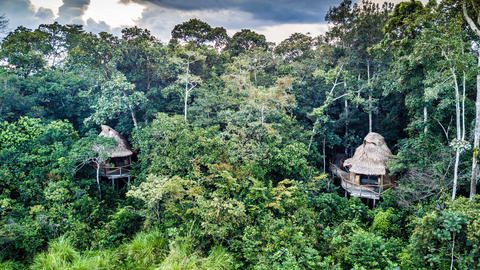 Lango Lodge - Kamba African Rainforest Experiences - Chalets nestled in the trees