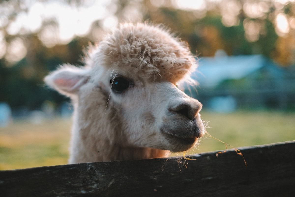 Bahche Hinterland gallery image 5