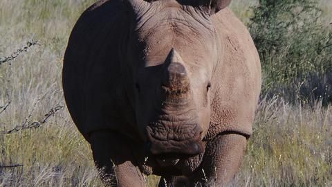 White Rhino - Rhino on game drive