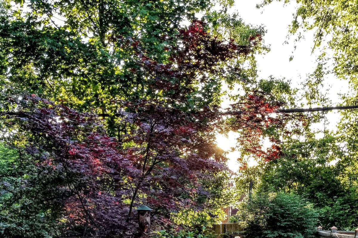 Charming Cozy Home In Leslieville. gallery image 2