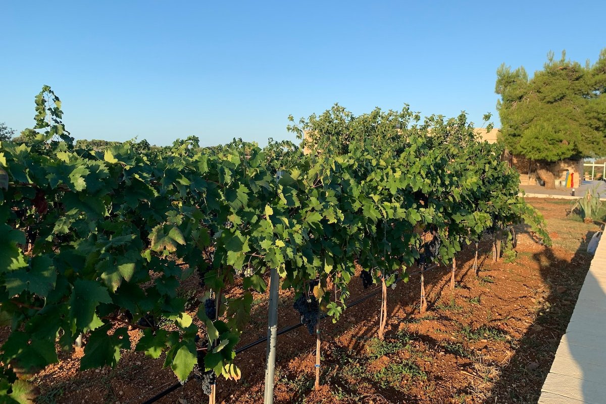 La Casa del Primitivo gallery image 4