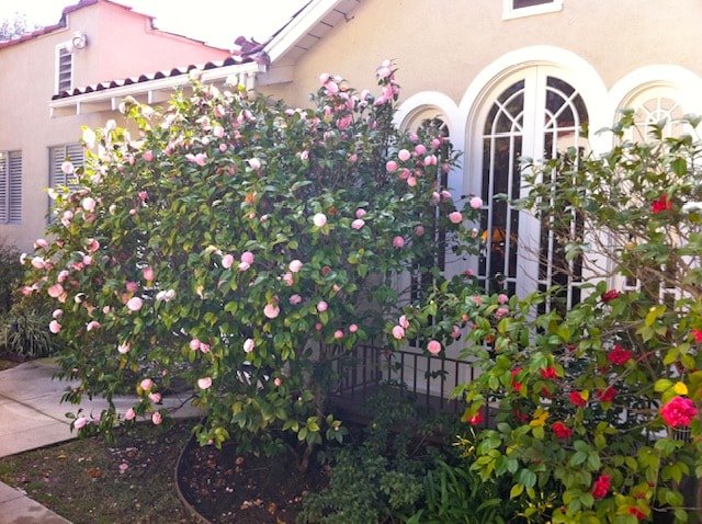 Charming Pasadena Home! Special Dec/Jan Rates! gallery image 5